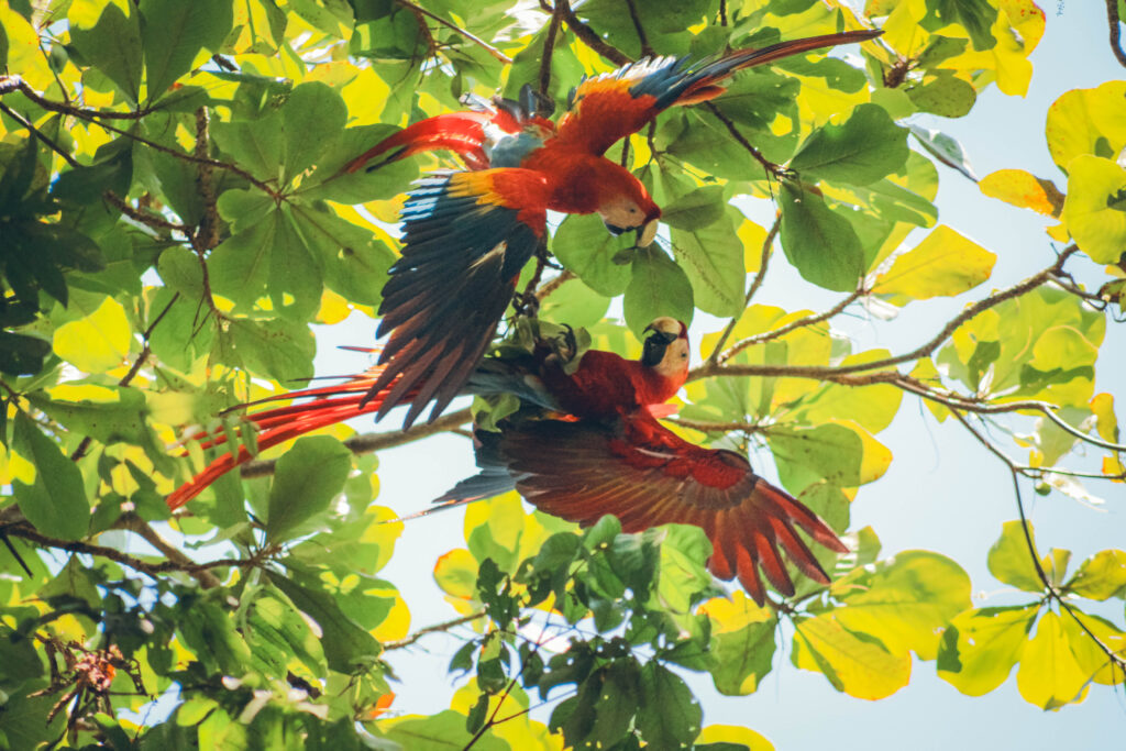 Ara rouge Uvita, Costa Rica