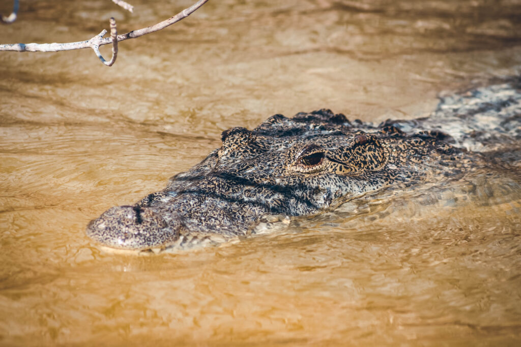 Crocodile Rio Lagartos, Yucatán