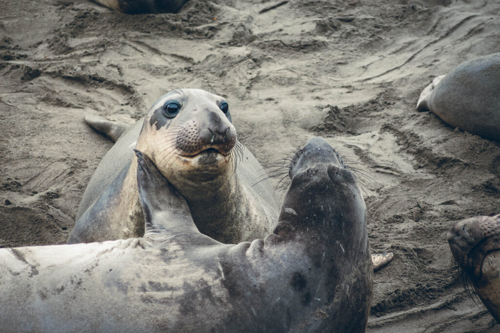 Elephant Seal Vista Point, ouest américain