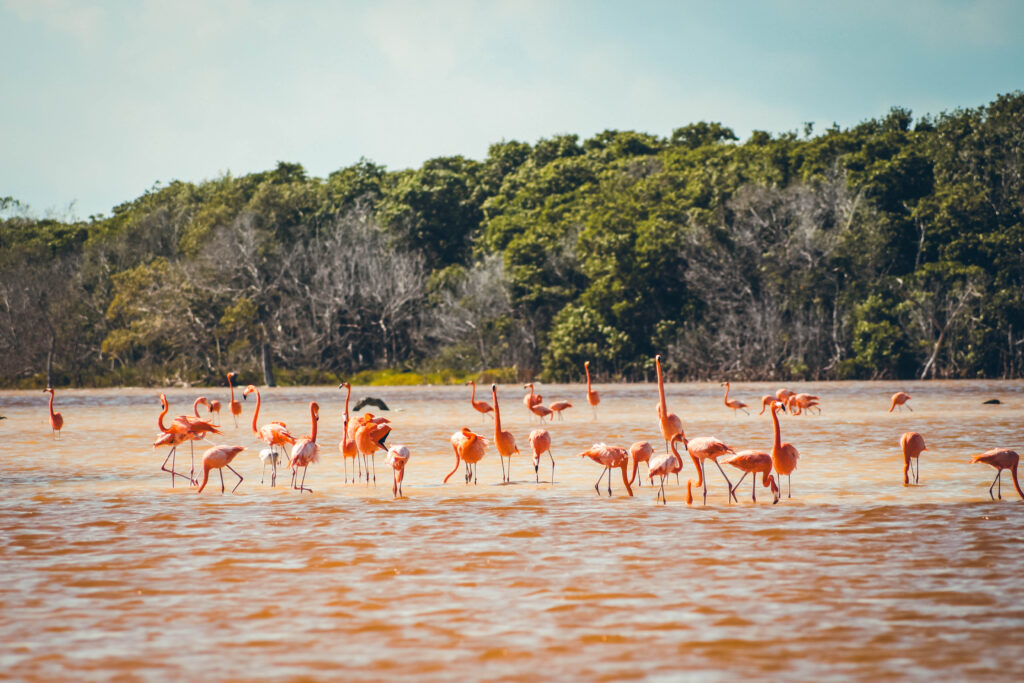Flamants rose Rio Lagartos, Yucatán