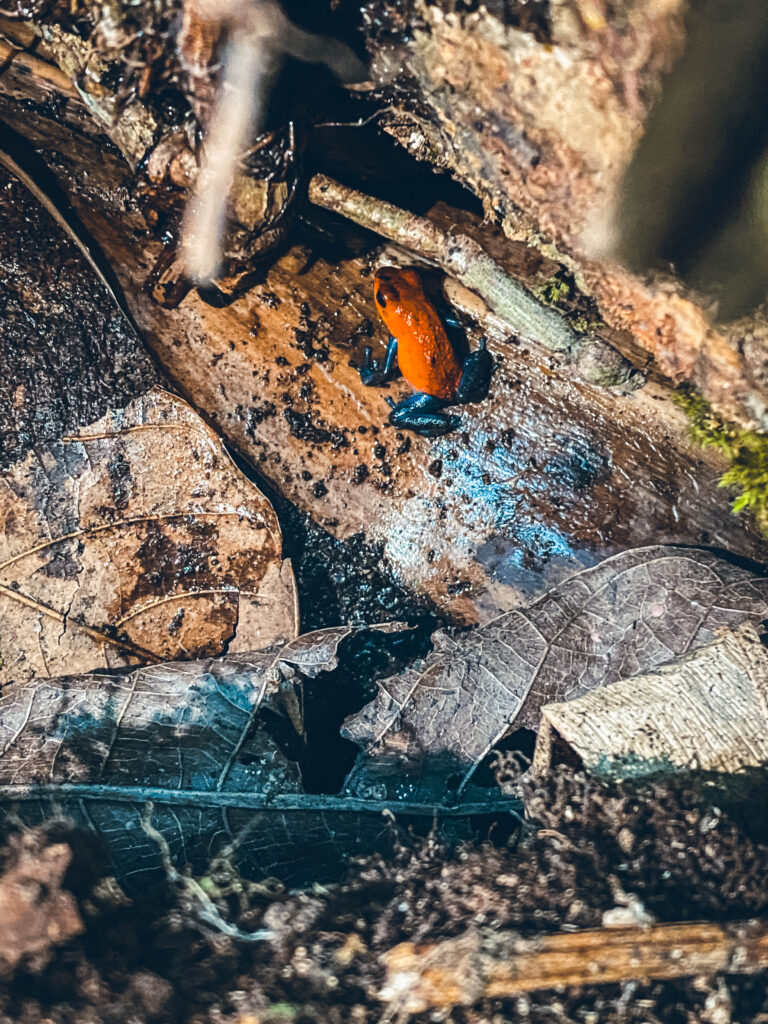 Grenouille blue jean Costa Rica