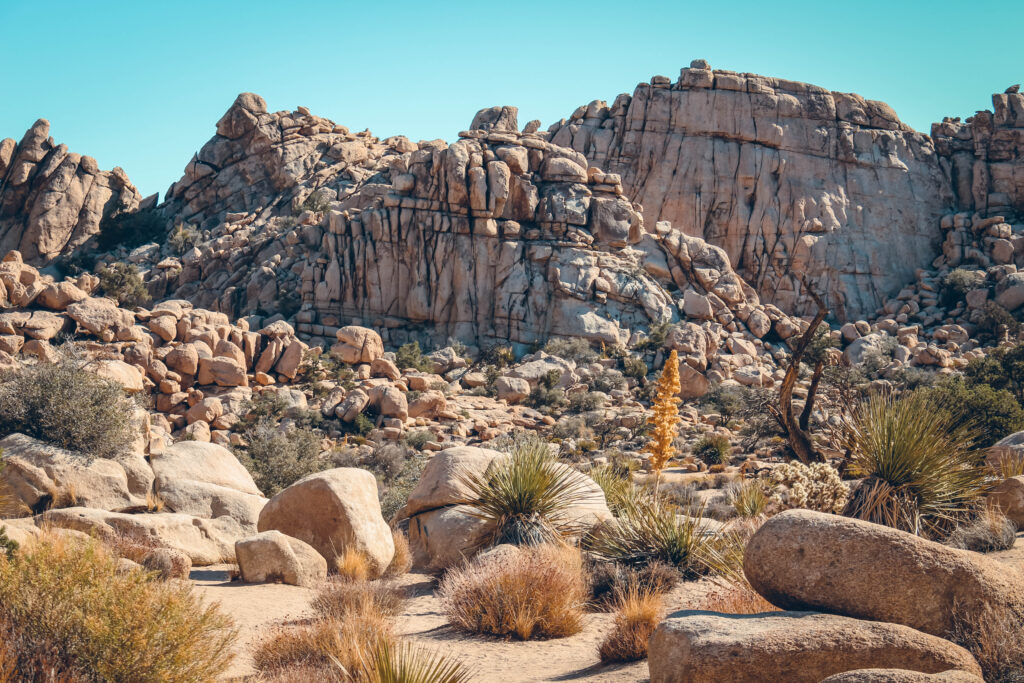 Joshua Tree National Park dans l'ouest américain