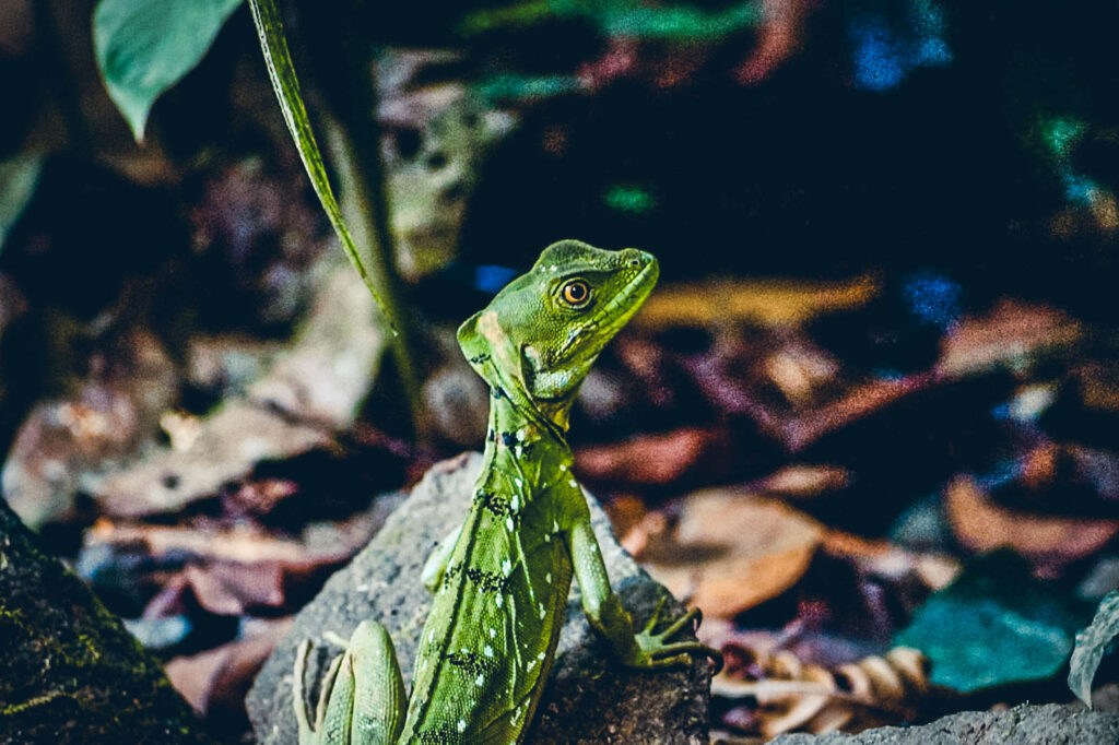 Lézard réserve Danaus, Costa Rica