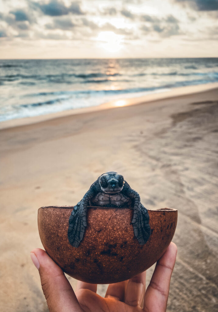 Lâcher de tortue au Mexique