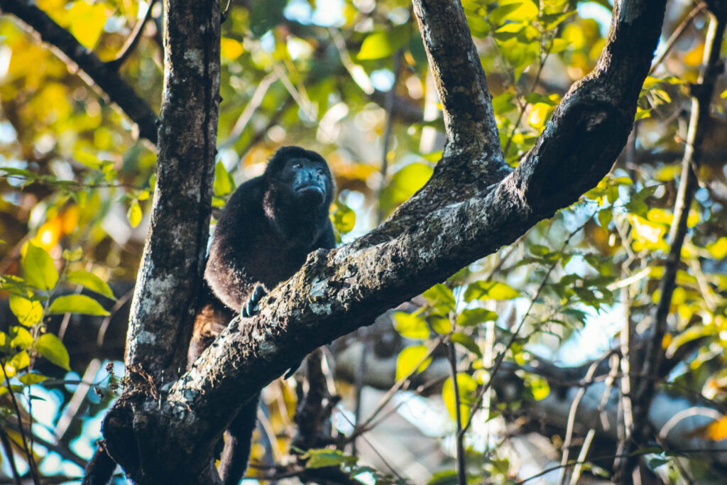 Singe hurleur Nicaragua