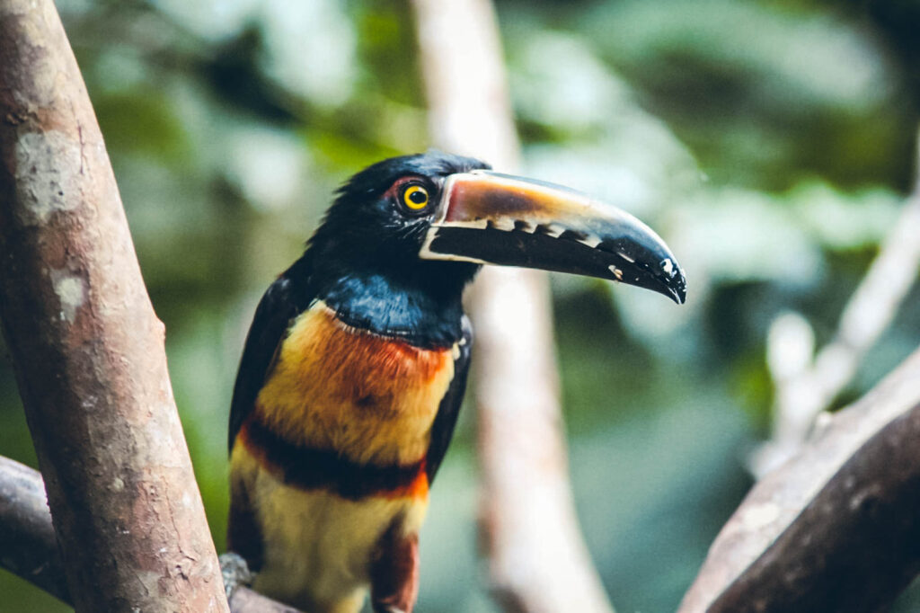 Toucan Costa Rica