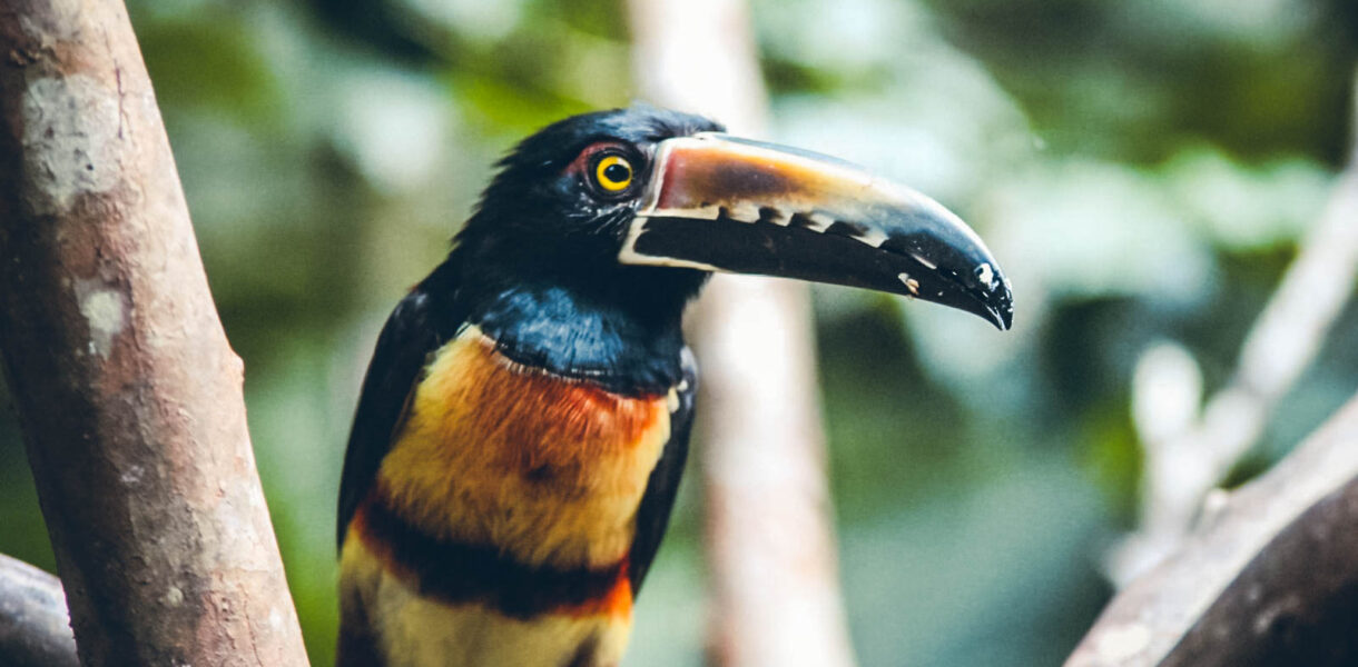 Toucan Costa Rica