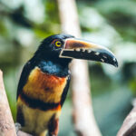 Toucan Costa Rica