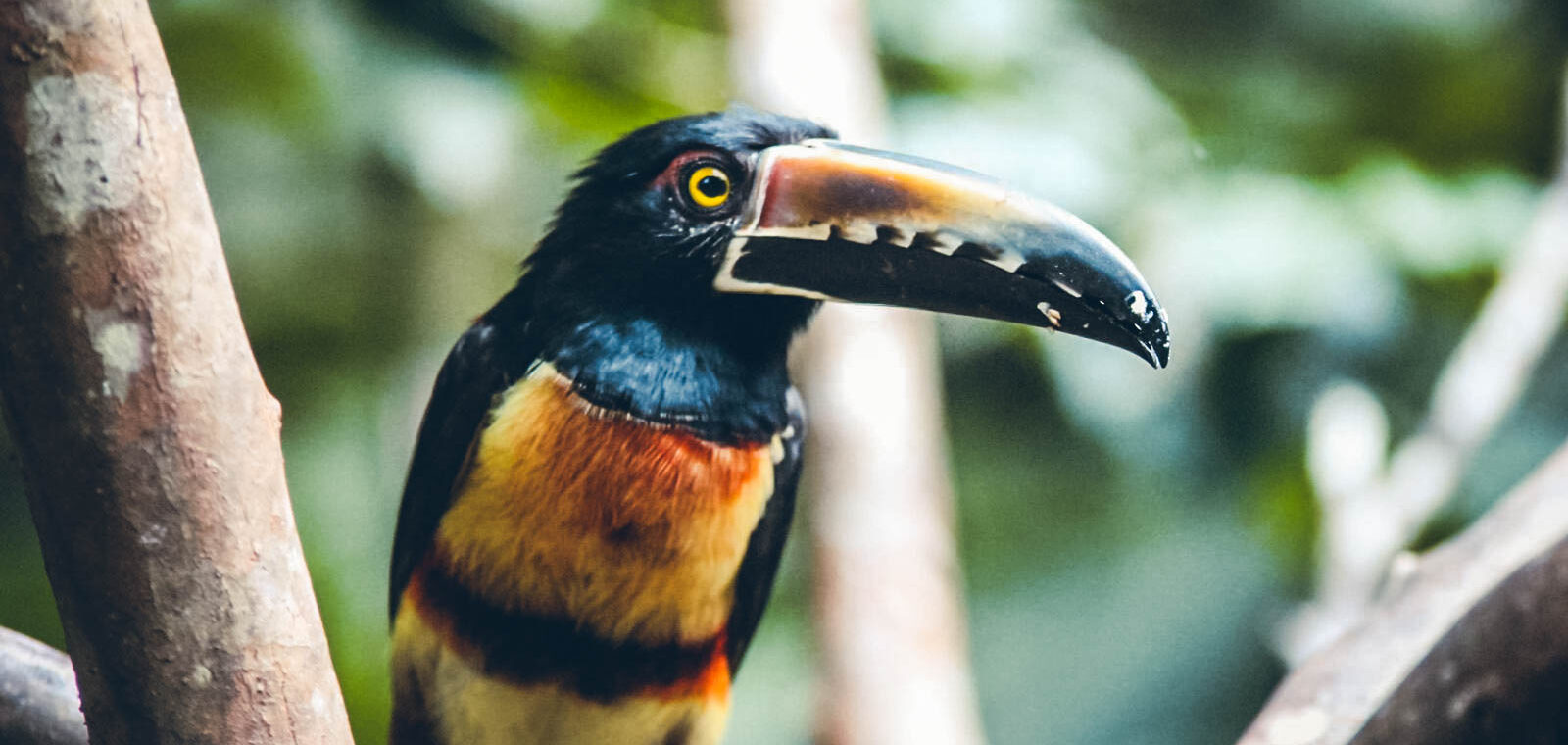Toucan Costa Rica