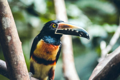 Toucan Costa Rica
