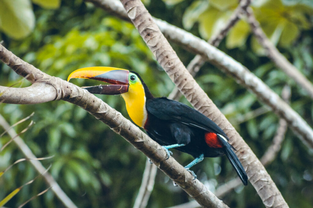 Toucan Costa Rica