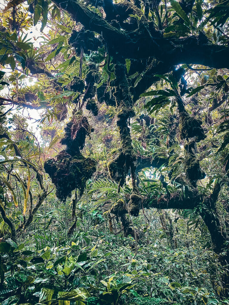 Mombacho rainforest, Nicaragua
