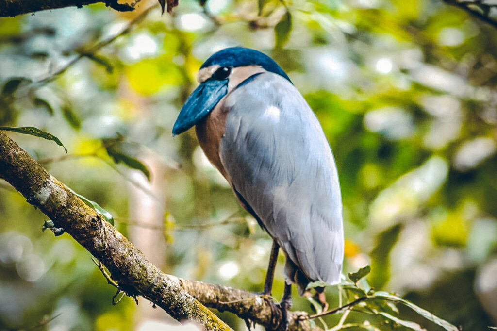 Savacou huppé, Costa Rica