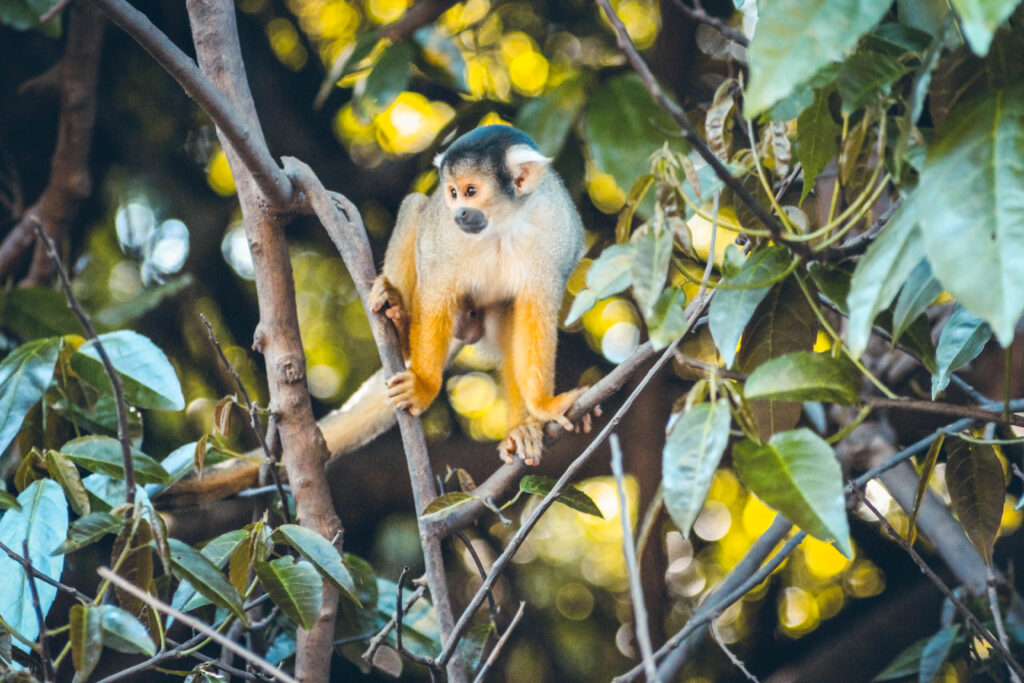 Amazonie singe écureil en Bolivie