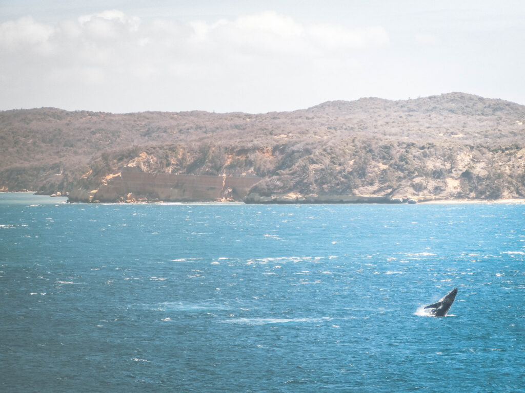 Baleine Nosy Be