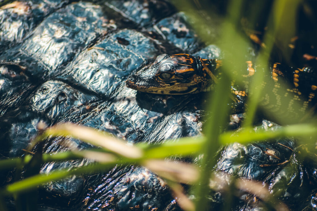 Bébé alligator Everglades