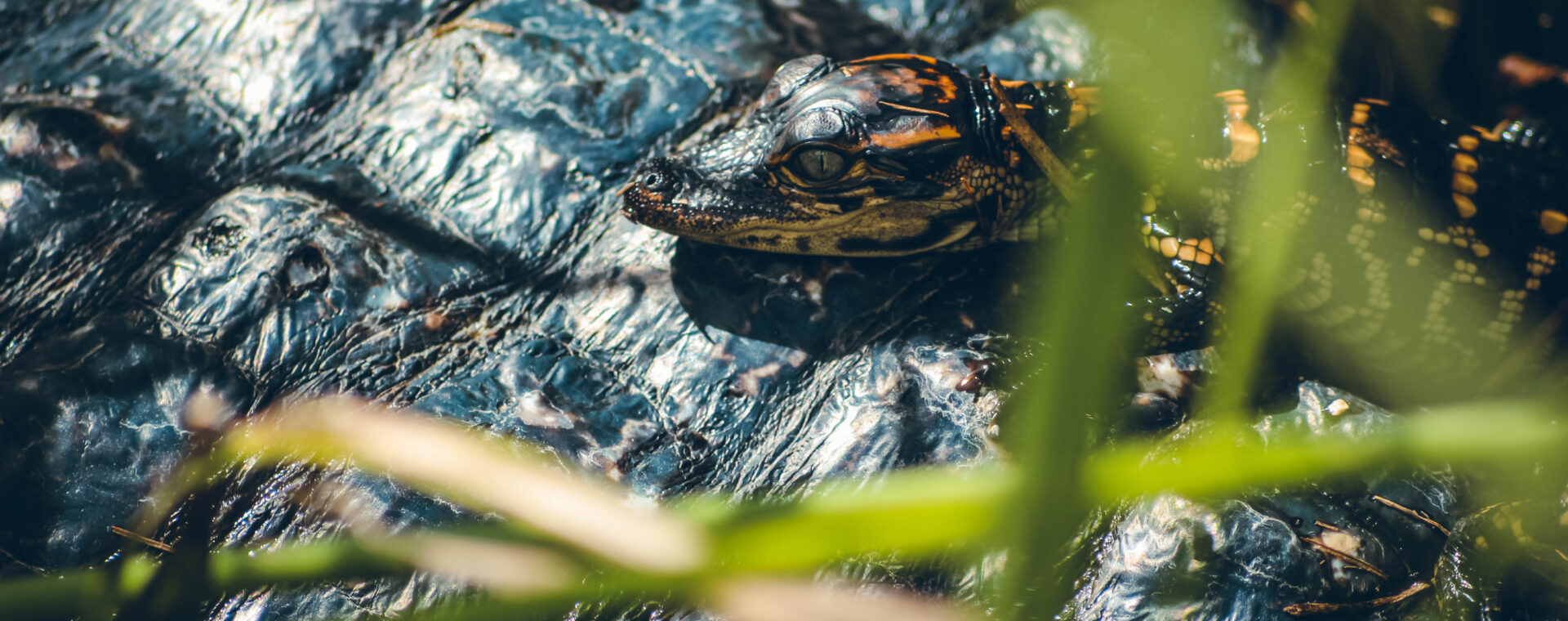 Bébé alligator Everglades