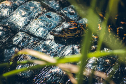 Bébé alligator Everglades