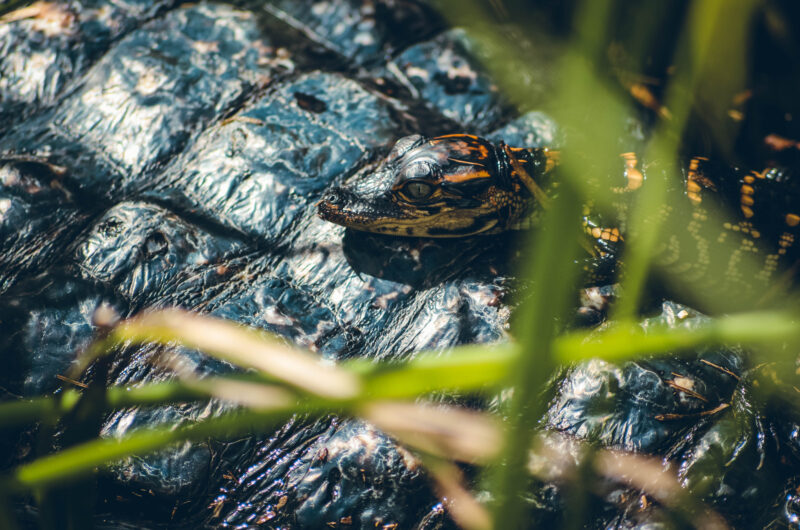 Bébé alligator Everglades