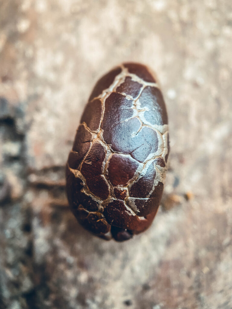 Cacao torrifié, Workaway en Colombie