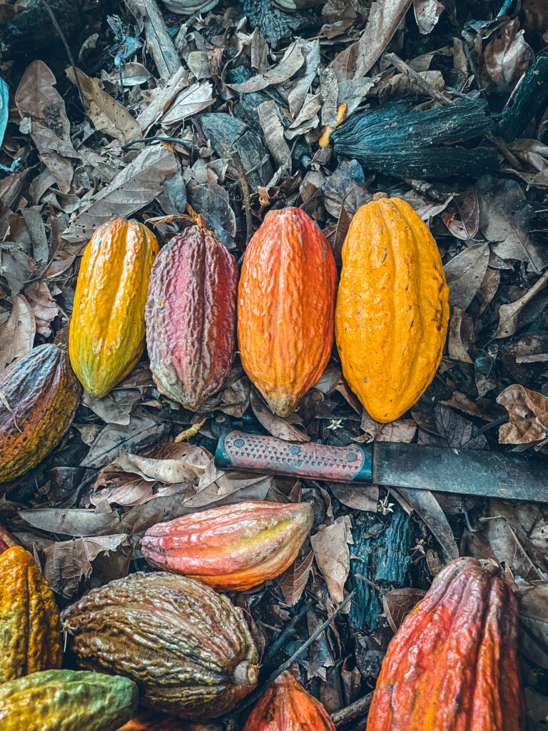 Fève de cacao, Workaway Colombie