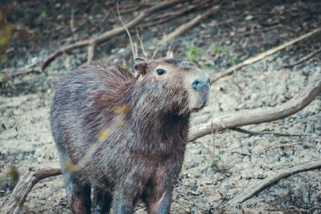 Capybara Amazonie en Bolivie