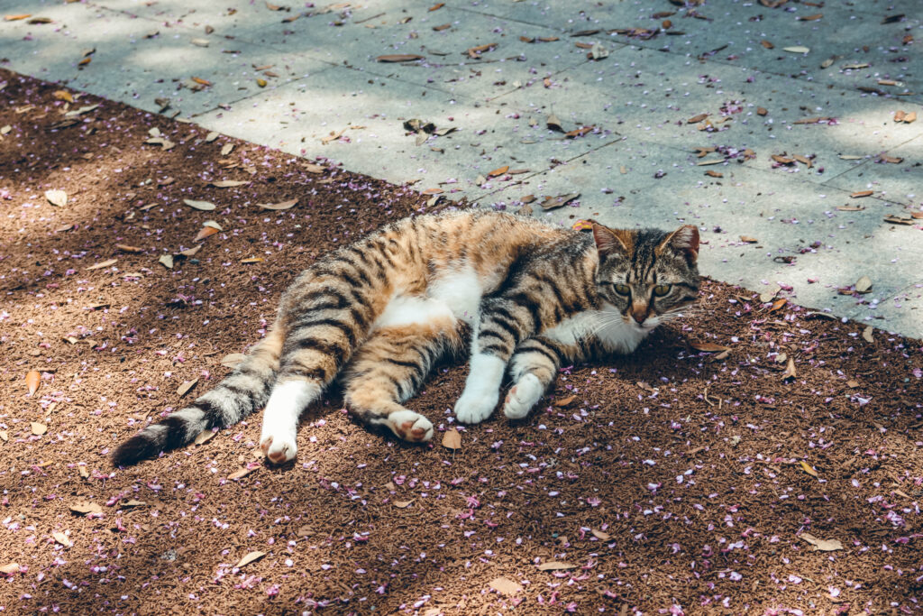 Chat Istanbul