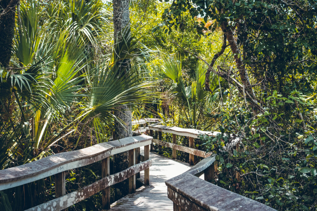 Chemin dans la forêt Everglades