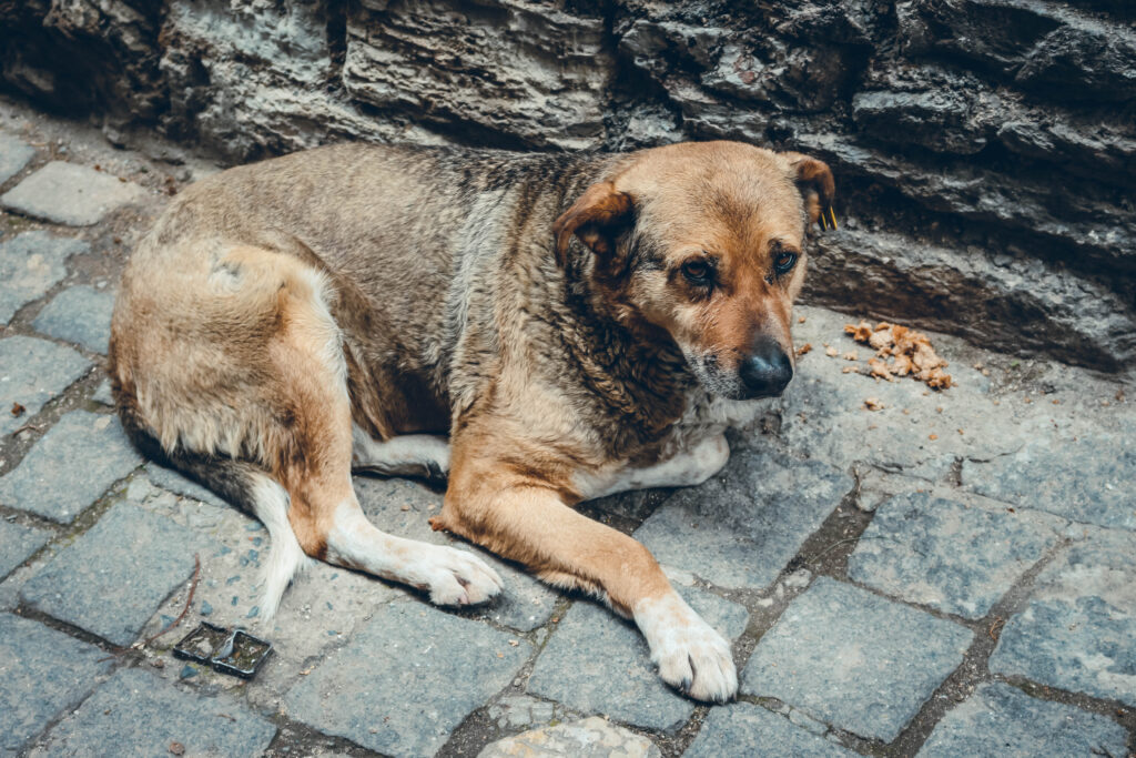 Chien Istanbul