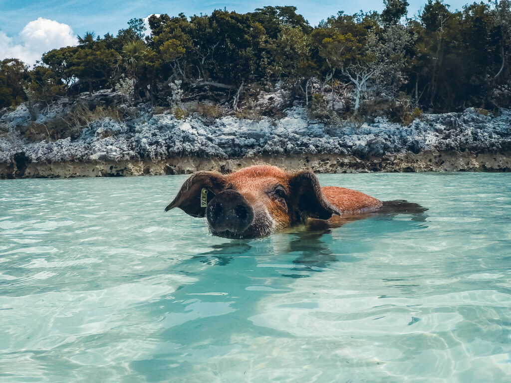 Cochon sauvage Exuma Cays