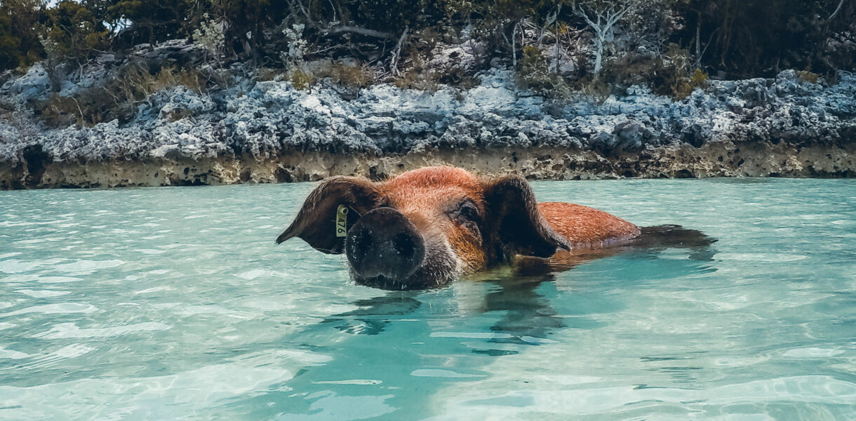 Cochon sauvage Exuma Cays