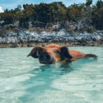 Cochon sauvage Exuma Cays