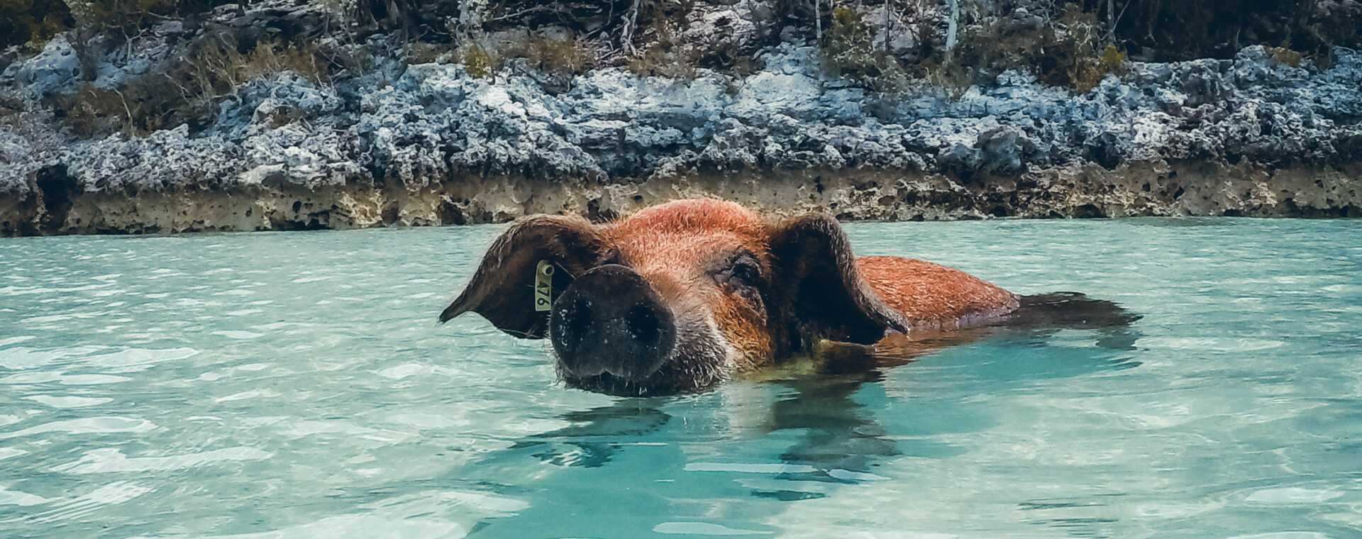 Cochon sauvage Exuma Cays