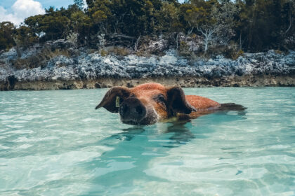 Cochon sauvage Exuma Cays