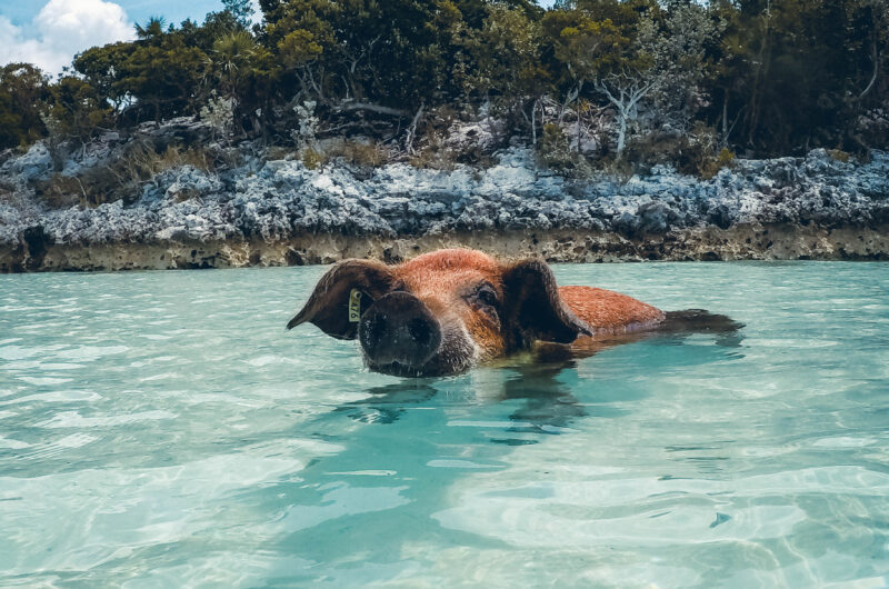 Cochon sauvage Exuma Cays