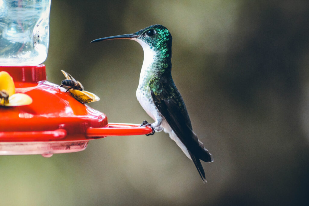 Colibri à Mindo en Équateur