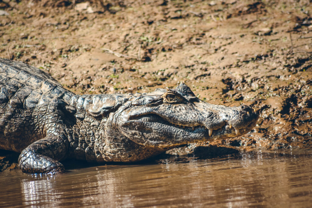 Crocodile Amazonie en Bolivie