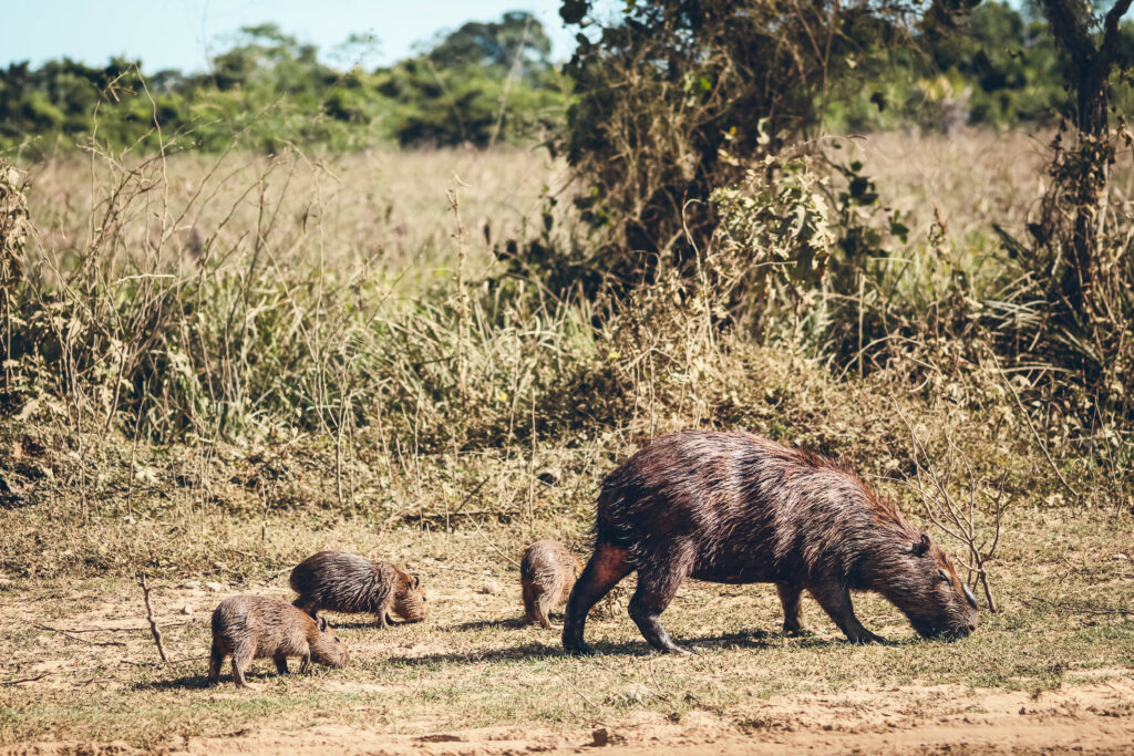 Famille de capybara en Bolivie