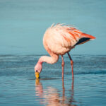 Flamant rose Bolivie
