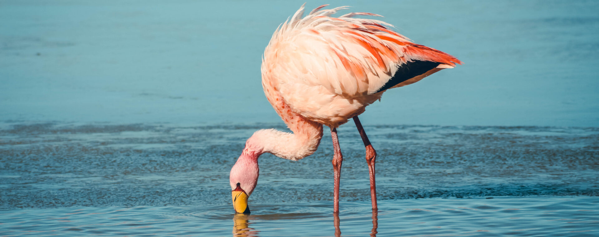 Flamant rose Bolivie