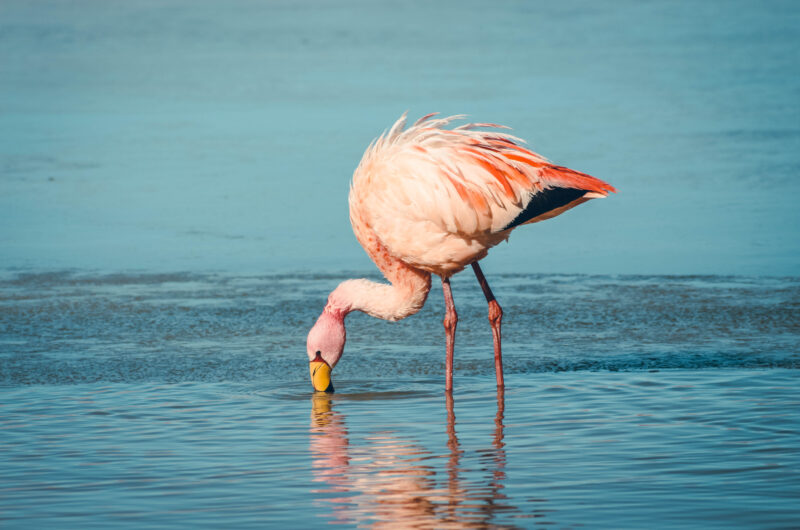 Flamant rose Bolivie