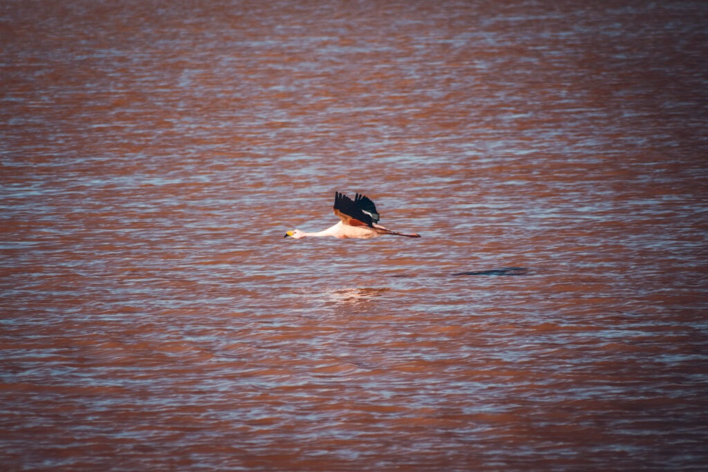 Flamant rose lagune Bolivie