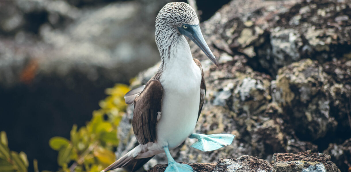 Fou à pattes bleus Galápagos