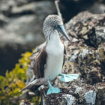 Fou à pattes bleus Galápagos