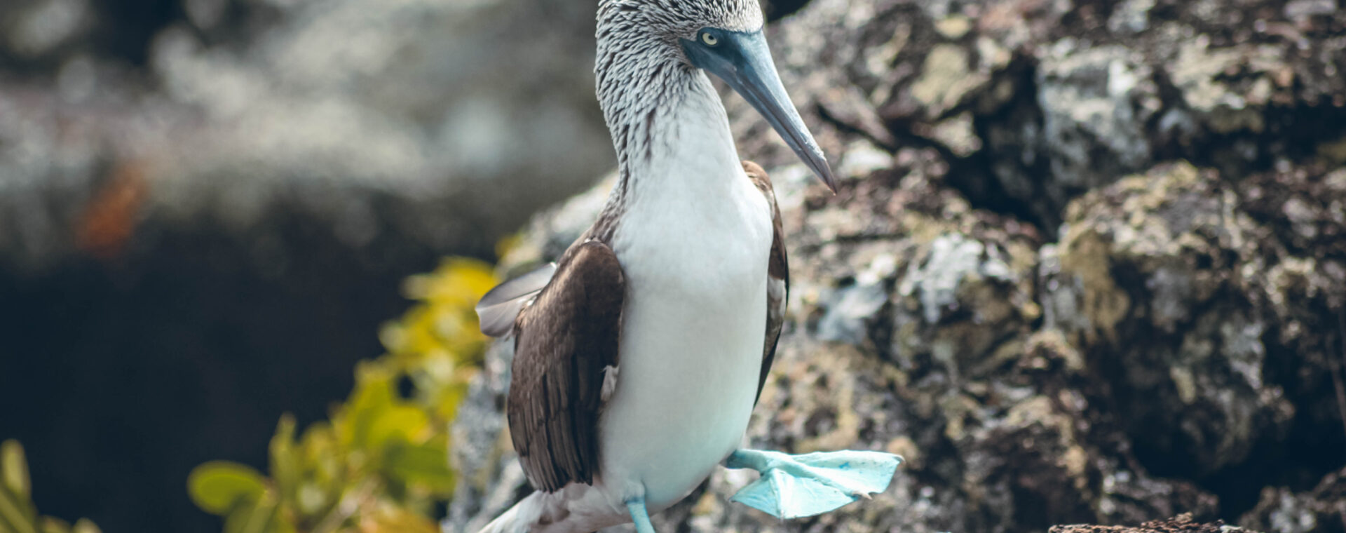 Fou à pattes bleus Galápagos