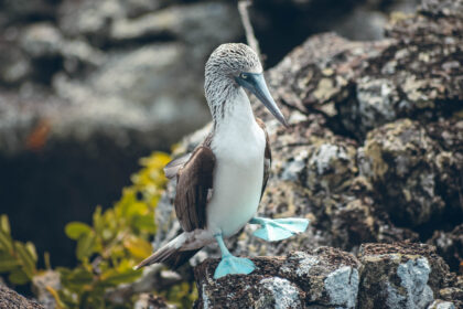 Fou à pattes bleus Galápagos