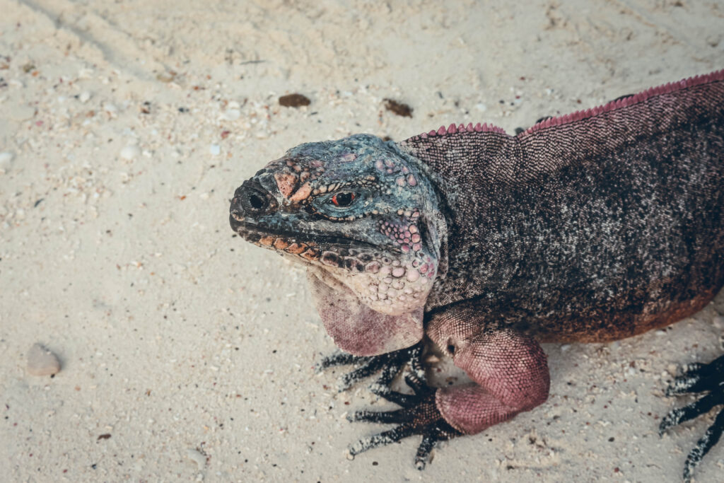 Iguane Exuma Cays