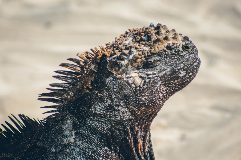 Iguane des Galápagos