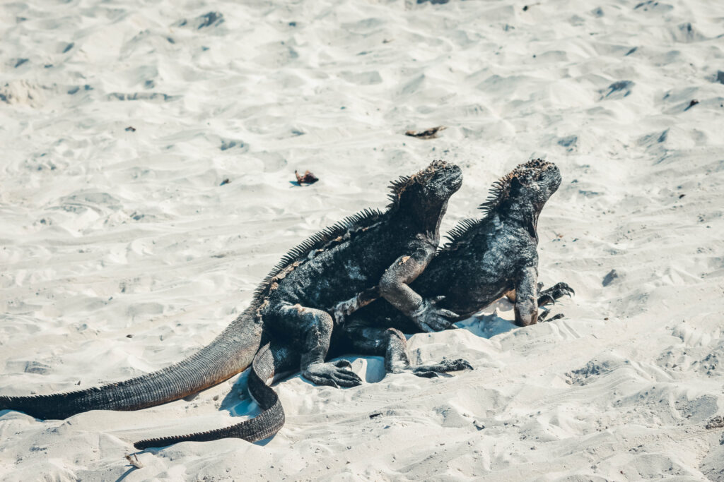 Iguanes marins, Équateur