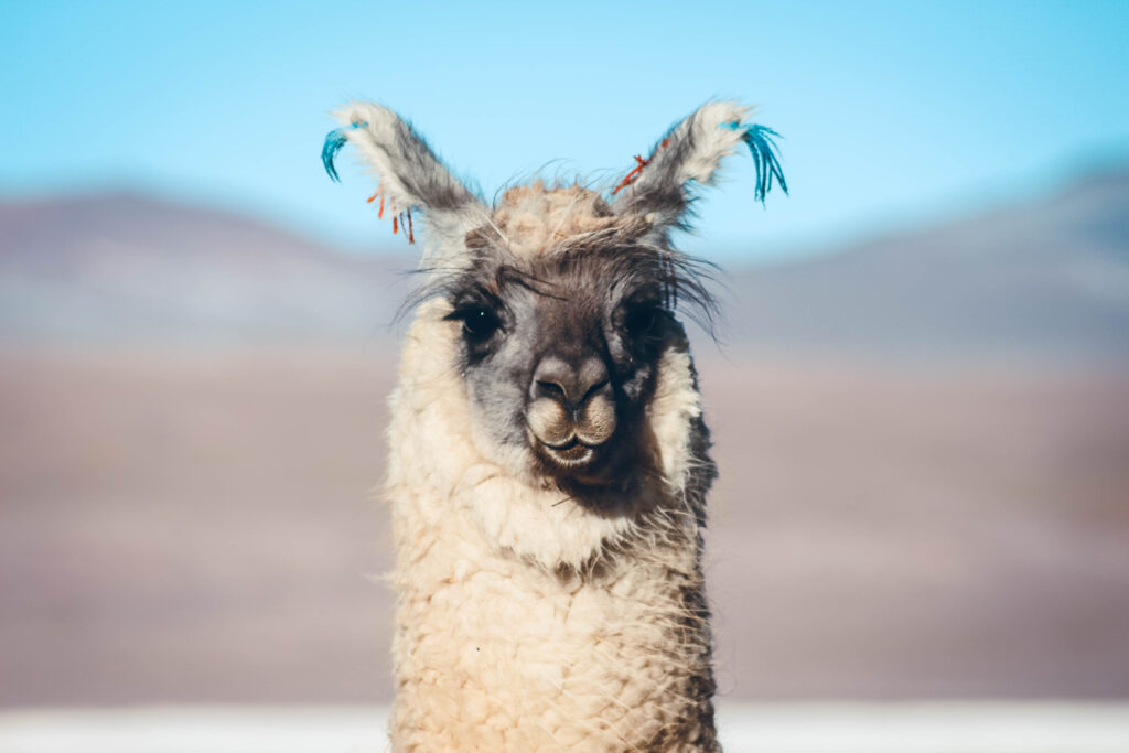 Lama Salar d'Uyuni, Bolivie
